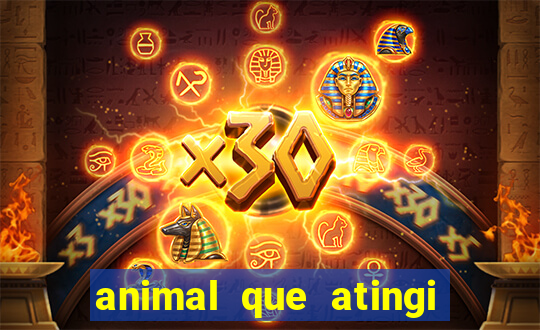 animal que atingi 230 decibeis